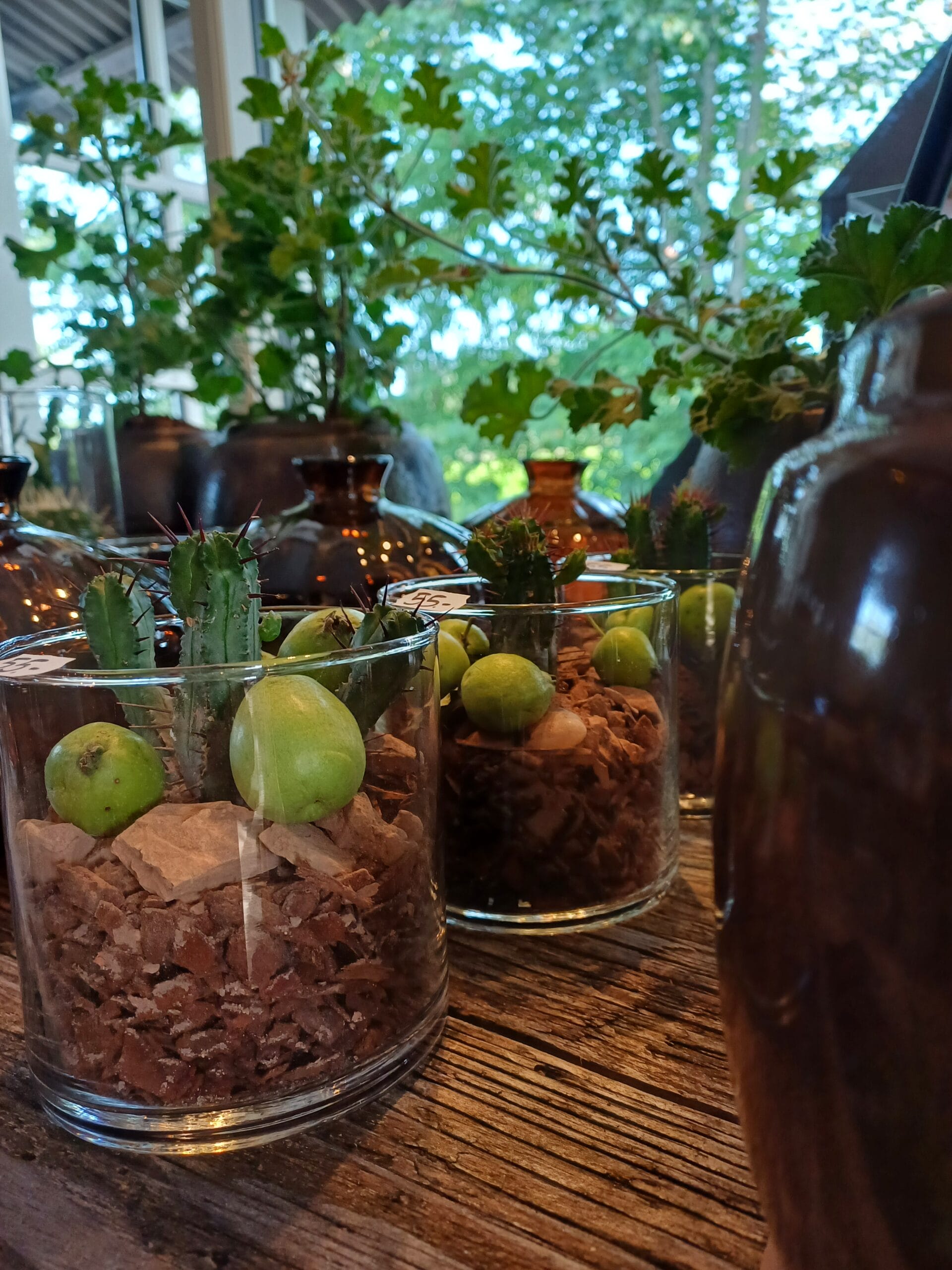 Dekorative kaktus i glasvaser på træbord